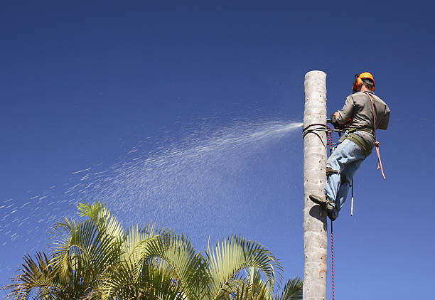 How Our Tree Care Process Works  in  Seven Hills, OH